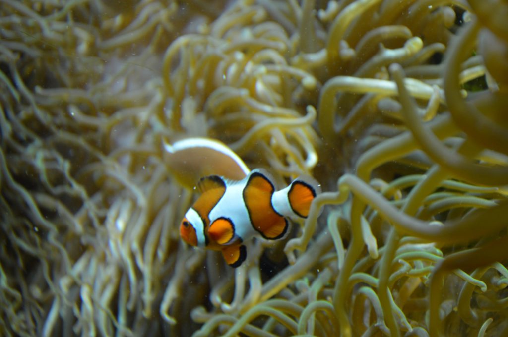 oceanopolis-poisson-clown-nemo-2