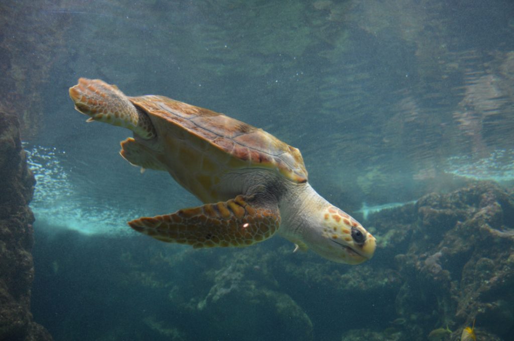 oceanopolis-tortue-pavillon-tropical