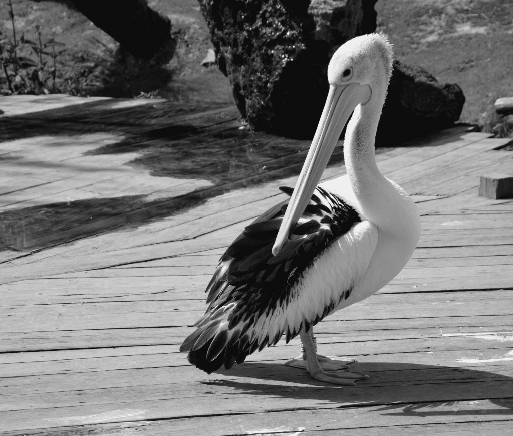 pelican-bw
