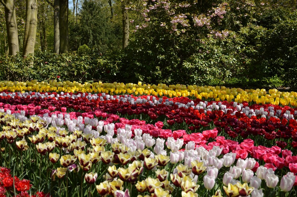 Tulipes - Pays-Bas