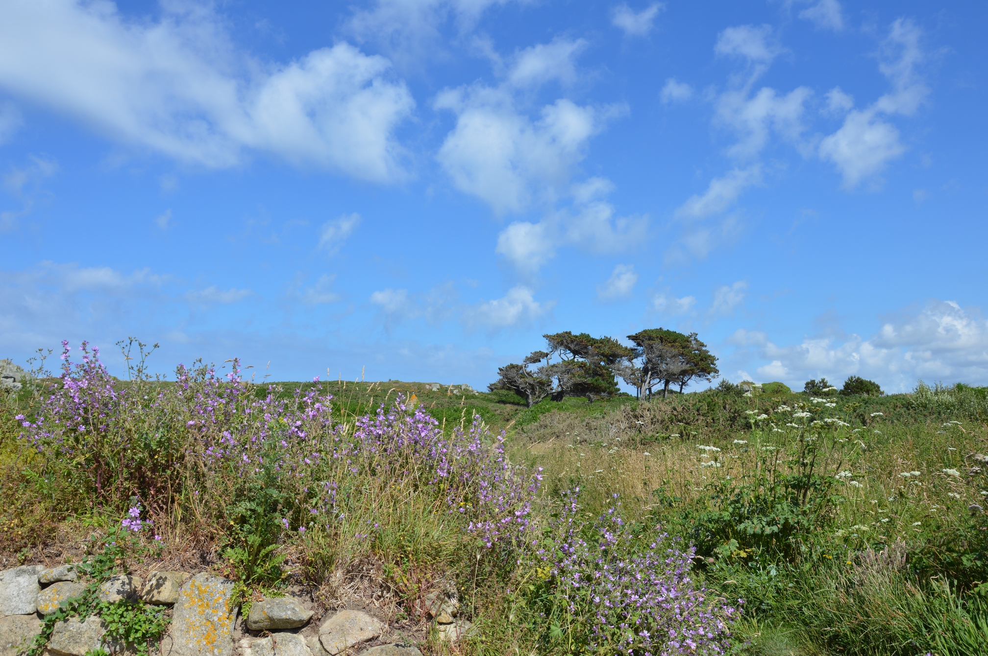 plougrescant-fleurs-arbres