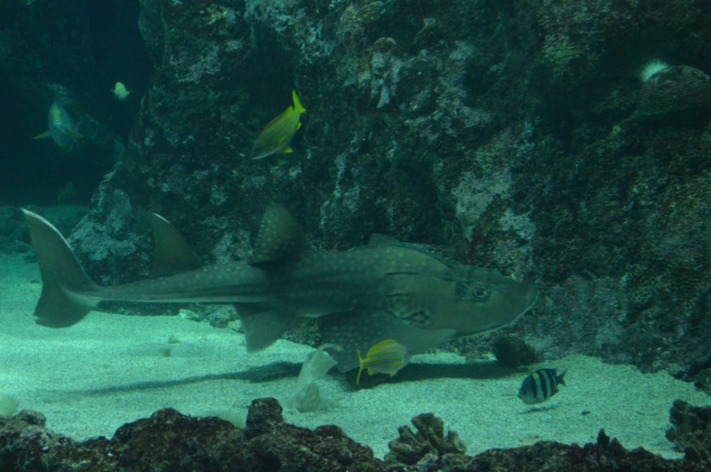 Choisissez le prénom des deux bébés loutres d'Océanopolis à Brest - France  Bleu