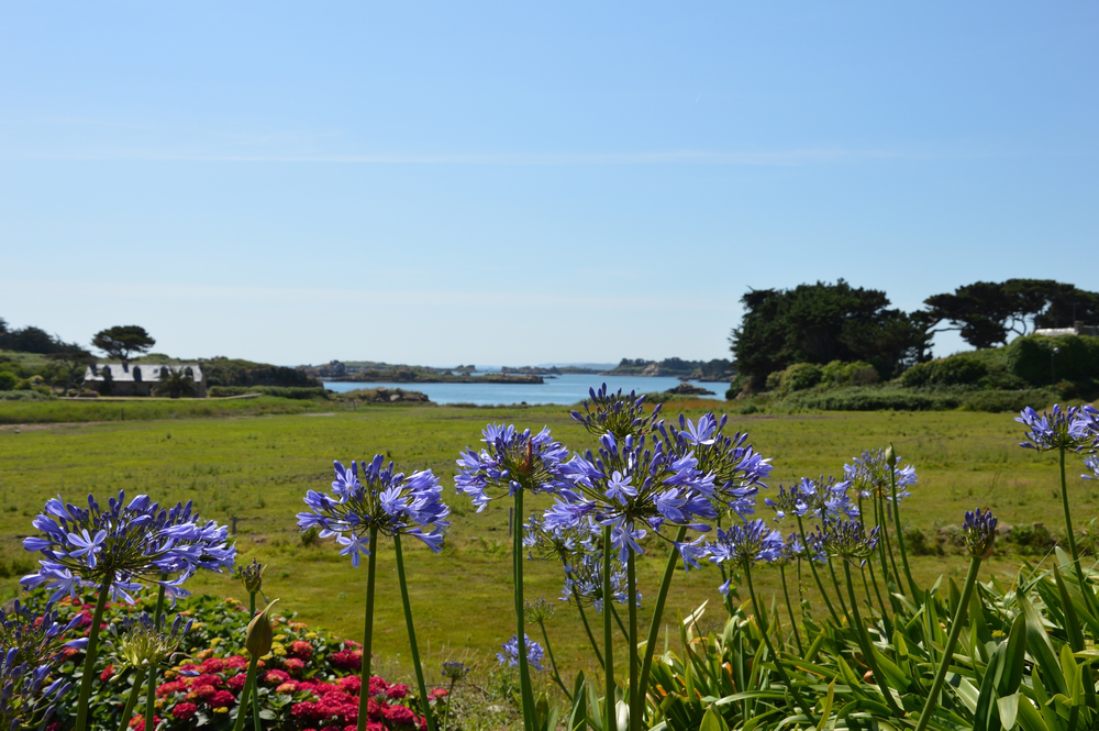 ile-brehat-agapanthe