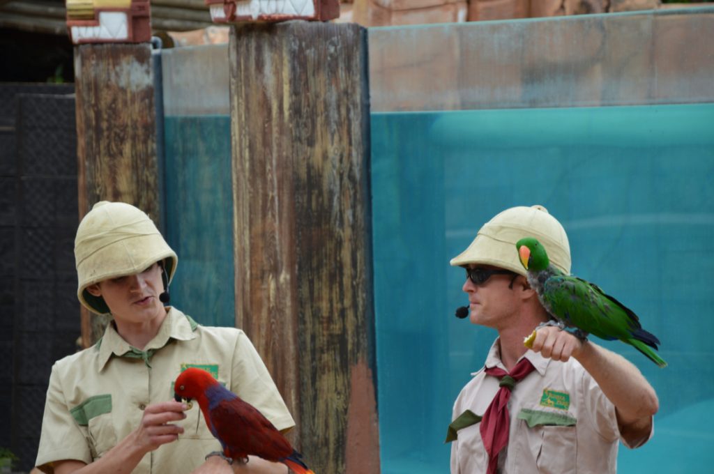 Spectacles des perroquets au Jungle Park Tenerife