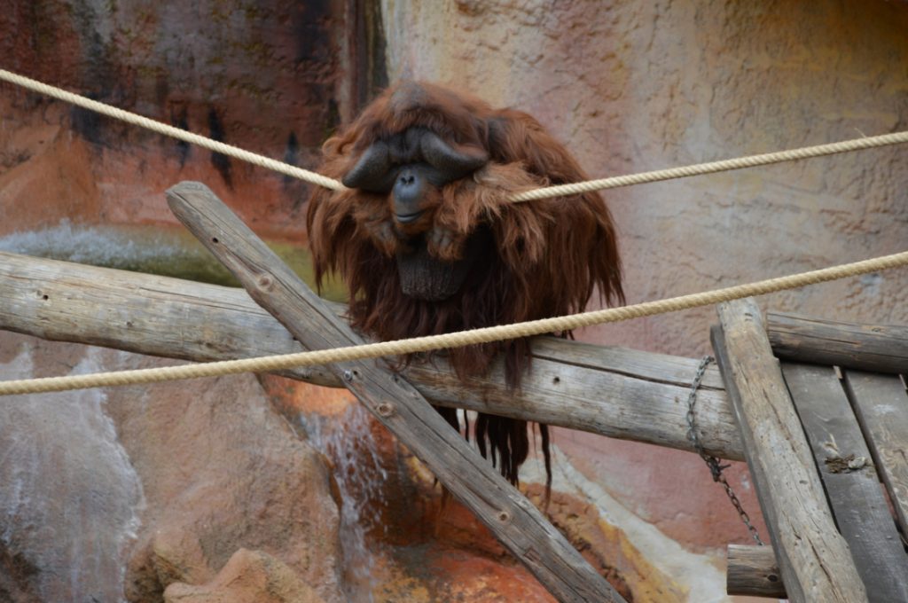 Orang-outan - Jungle Park Tenerife