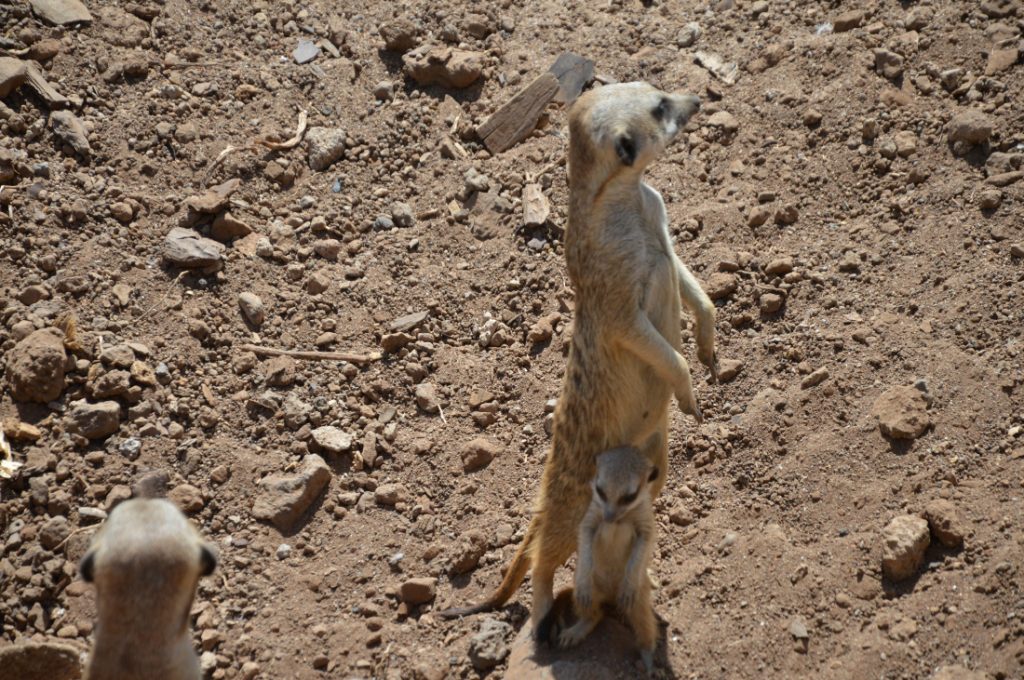 Famille suricate - Jungle Park Tenerife