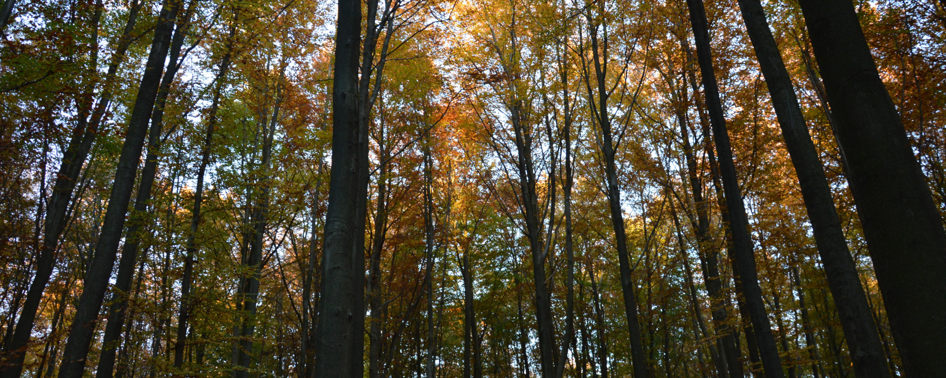 Couleurs d’automne au bois de Hal