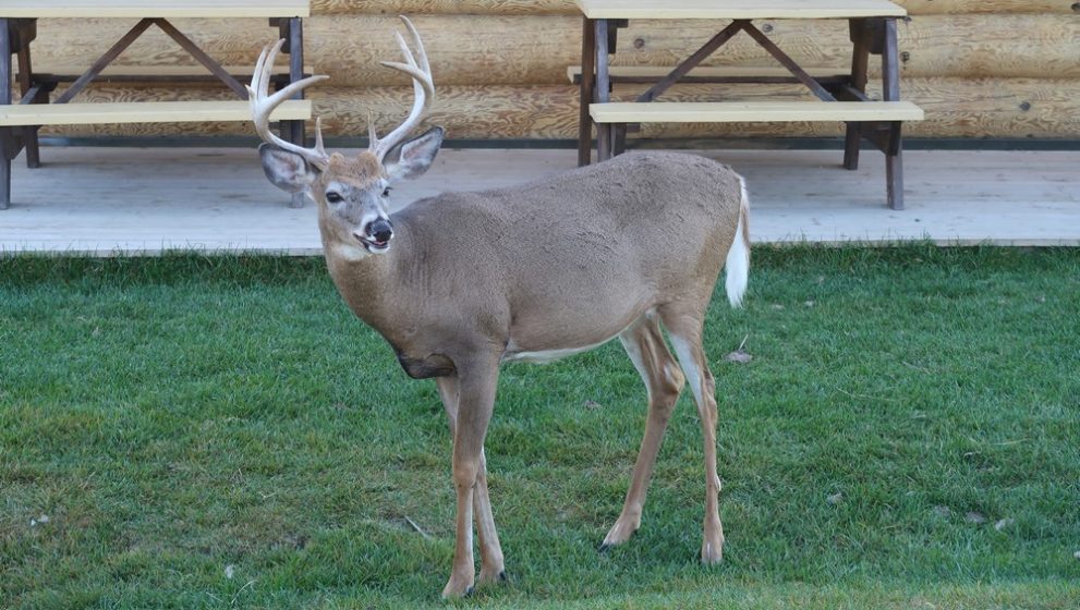 Le Parc Oméga à la découverte des animaux du Canada