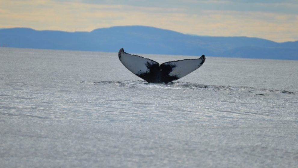 Safari aux baleines sur le Saint-Laurent